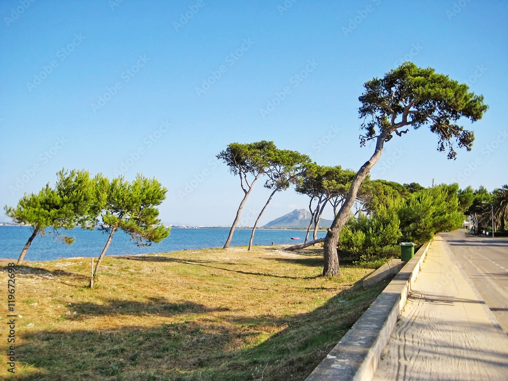 Coast with trees and grass beach between Alcudia and Pollenca, Majorca