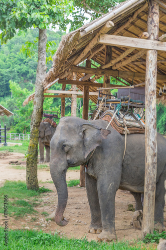 Portrait of Asiatic Elephant, Thailand.