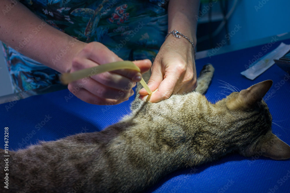 Veterinarian preparing little kitty for surgery