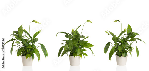 Fototapeta Naklejka Na Ścianę i Meble -  Peace Lily From Three Angles