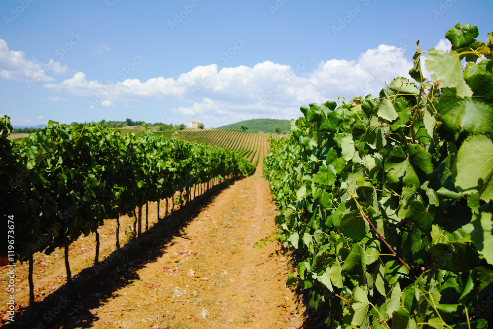 Tuscany hills vineyards, Italy