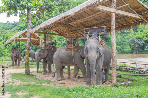 Photography Portrait of Asiatic Elephant, Thailand.