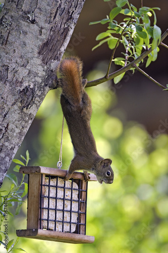 Bild auf Leinwand Red Squirrel feeding suet from Bird feeder