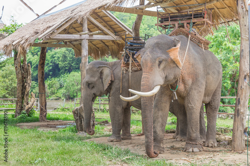 Photography Portrait of Asiatic Elephant, Thailand.