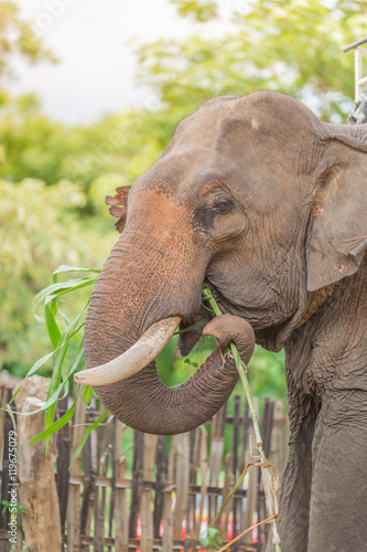 Photography Portrait of Asiatic Elephant, Thailand.