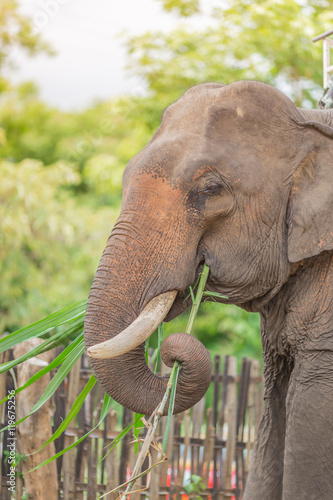Photography Portrait of Asiatic Elephant, Thailand.