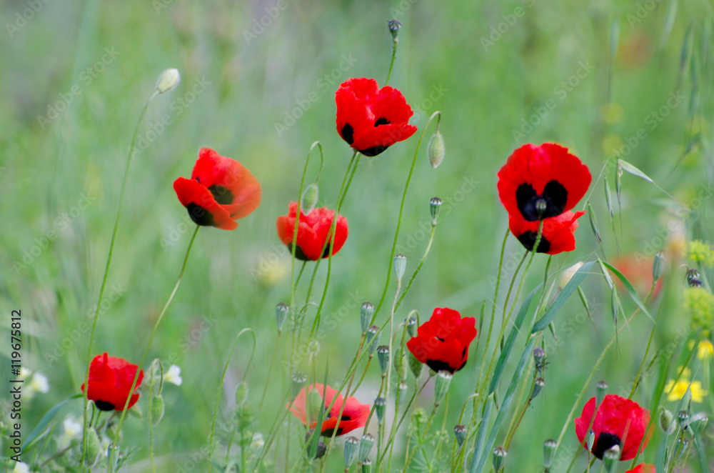 Obraz premium Flowering red poppies among spring greens