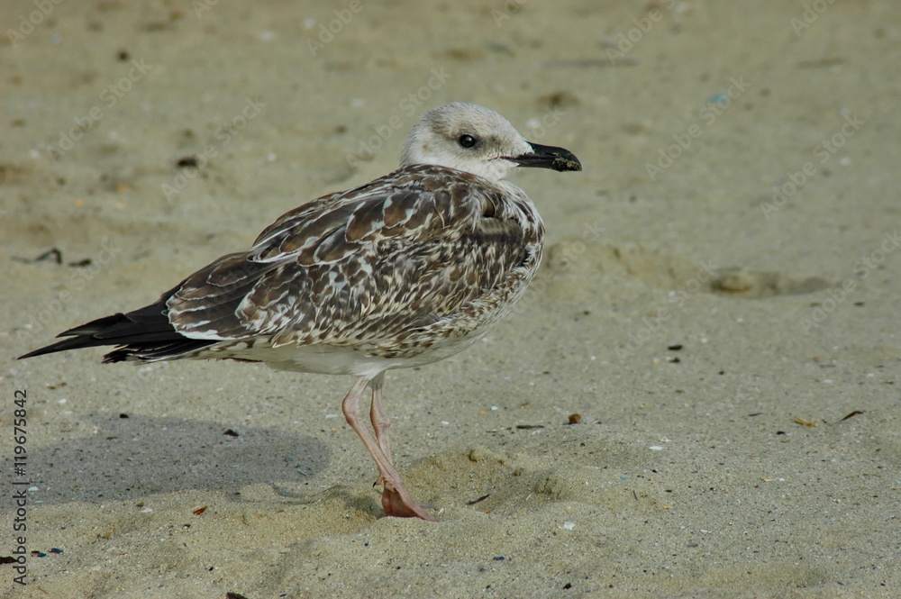 Obraz premium Seagull or Larys on the seaside, Varna, Bulgaria 