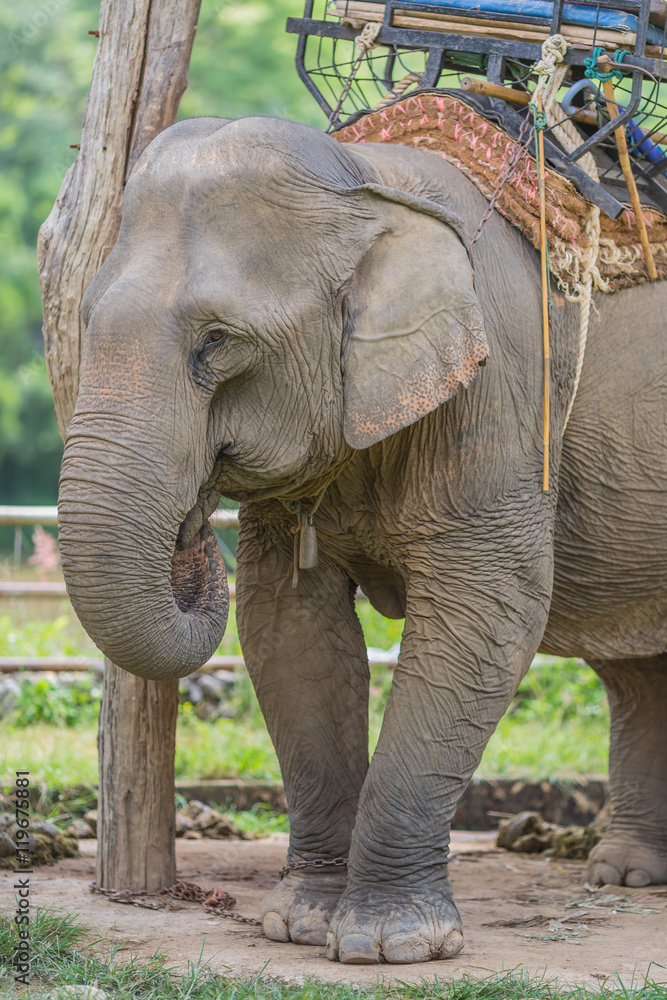 Fototapeta premium Portrait of Asiatic Elephant, Thailand.