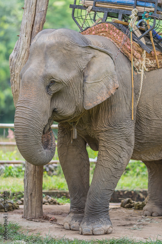 Portrait of Asiatic Elephant  Thailand.