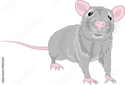 Ratte