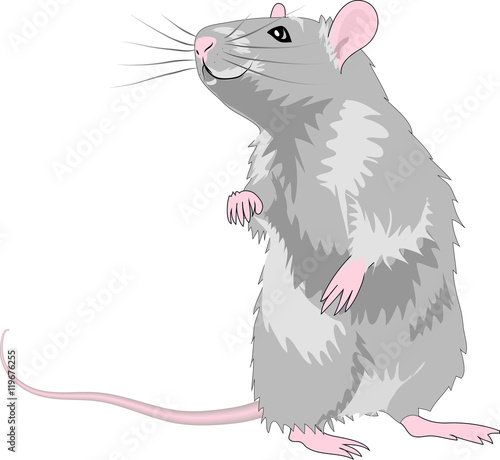 Ratte 