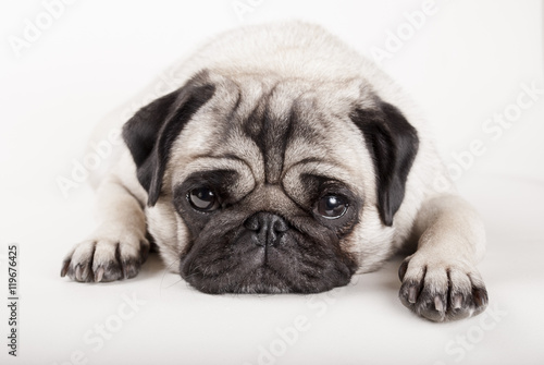 close up van liggende hond, mopshond, met kop op vloer photo