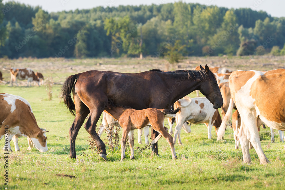 A mare stands alongside its foal with cows A mare stands alongside its foal with cows