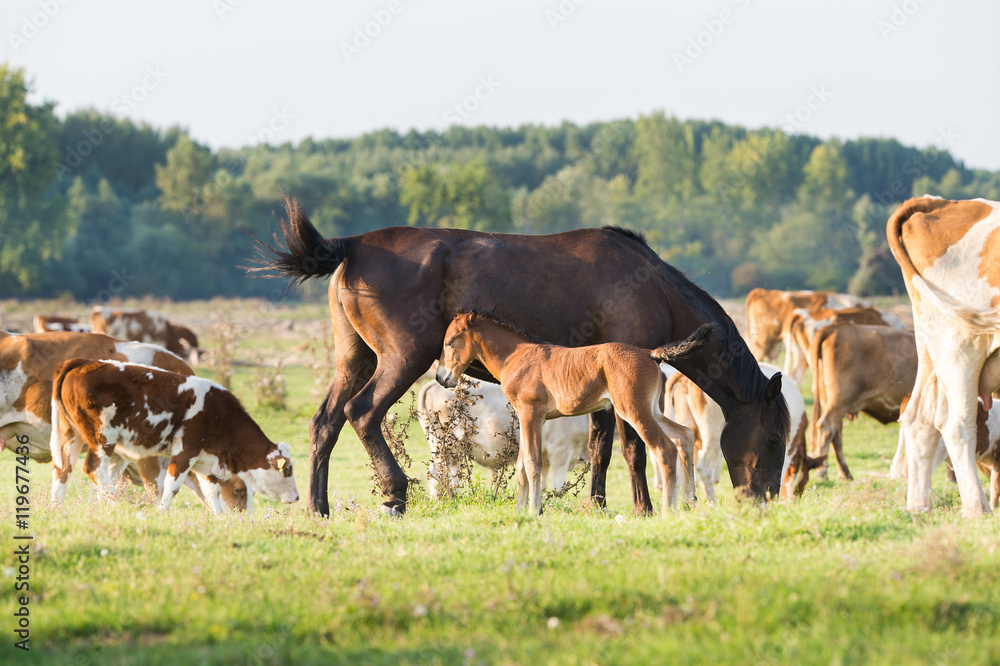 A mare stands alongside its foal with cows A mare stands alongside its foal with cows