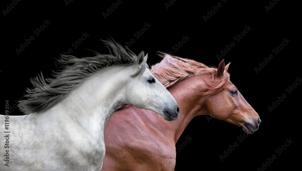 Red and white running horses portraits on the black background