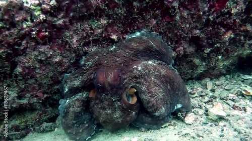 octopus is changing color