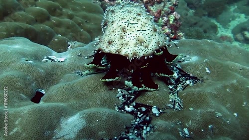 sea cucumber