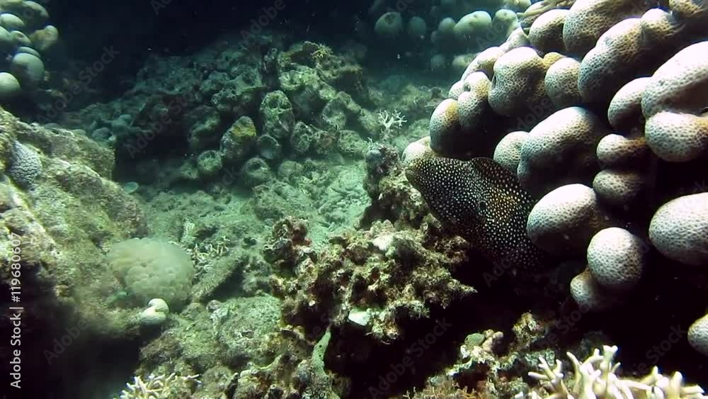 Spotted moray eel Spotted moray eel