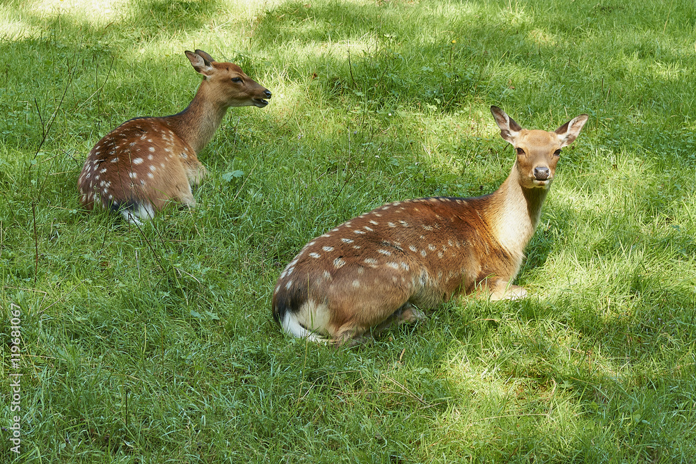 Obraz premium Two deer doe in an open meadow