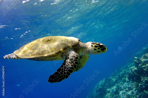 swimming turtle photo