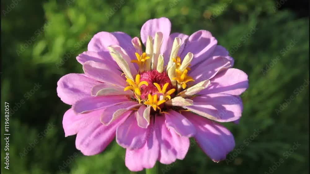 Zinnia elegans
Zinnia elegans - decorative flower. Video shot in the evening.
Zinnia elegans
Zinnia elegans - decorative flower. Video shot in the evening.