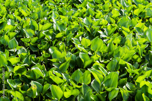 Water hyacinth in the river