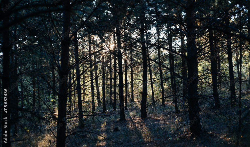 pine young forest in the sunlight, selective focus pine young forest in the sunlight, selective focus