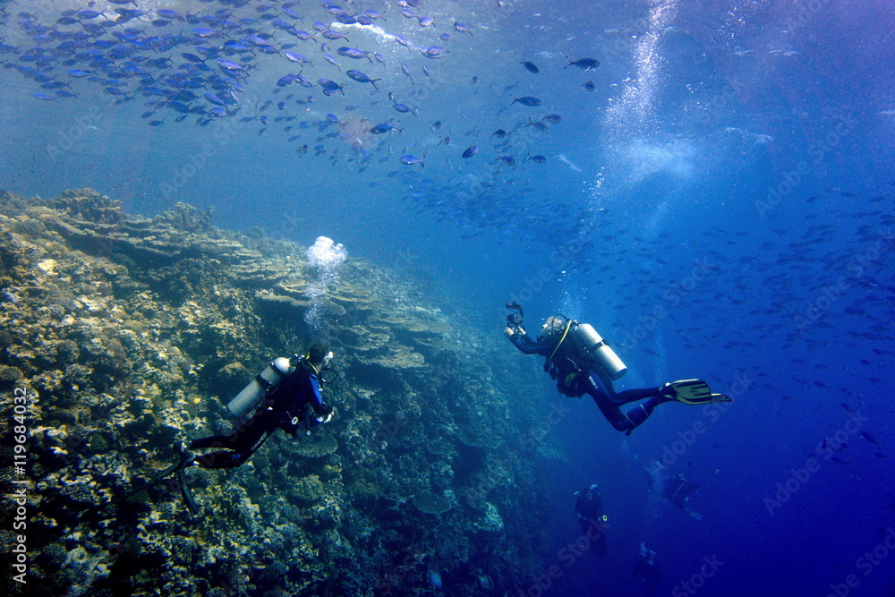 diver in clear water and school of fusiliers diver in clear water and school of fusiliers