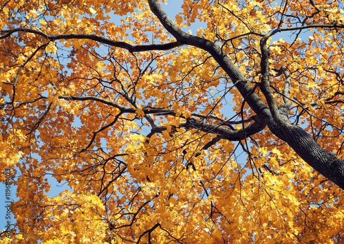 Low angle shot of yellow maple tree in autumn
