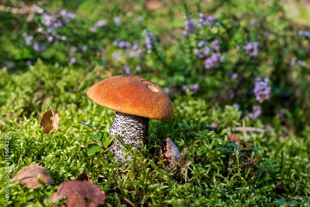 Orange-cap boletus growing in green moss close up. Orange-cap boletus growing in green moss close up.