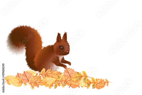 Eichhörnchen im Laub