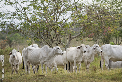 Nelore cows in Brazil © Nicole Ciscato