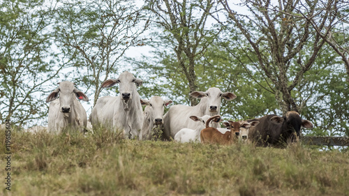 Fototapeta Naklejka Na Ścianę i Meble -  Nelore cows in Brazil