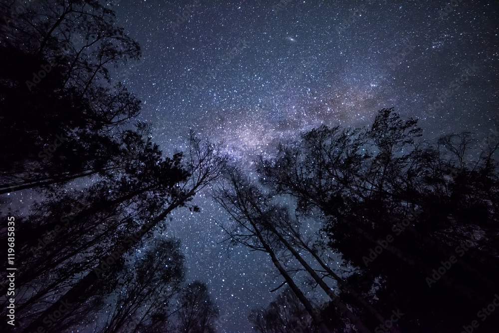 Fototapeta premium Night fotografiya- starry sky, the Milky Way and the dark crowns of trees tending upwards, into the sky. sky Night landscape 