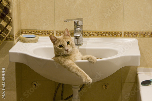 Рыжий кот принимает ванну