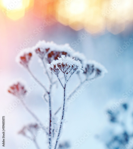 Winter landscape.Winter scene .Frozenned flower