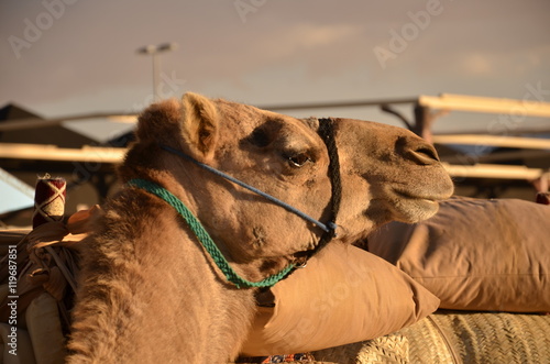 The Camel Head, 
Souq Okaz Annual Exibhition, Taif , Saudi Arabia
This exhibition perform every year usually month of Shawal (Hijr Calendar) photo