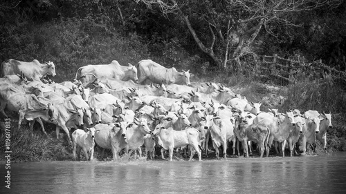 Nelore cows in Brazil