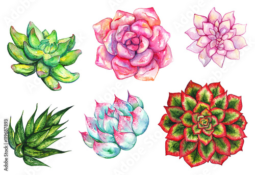 Watercolor succulent cactus flower plant hand drawn set isolated