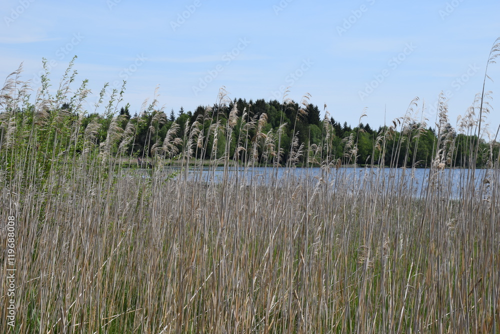 Schilf und Gras am Rand eines Sees Schilf und Gras am Rand eines Sees