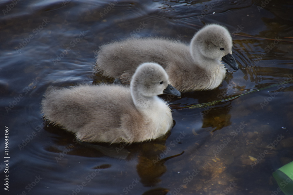 Schwanen-Familie