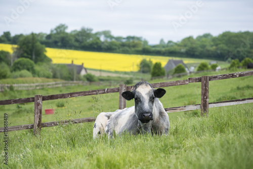 Fototapeta Naklejka Na Ścianę i Meble -  Cow relaxin in English pasture