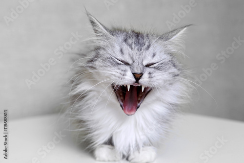 Fototapeta Naklejka Na Ścianę i Meble -  Yawning cat