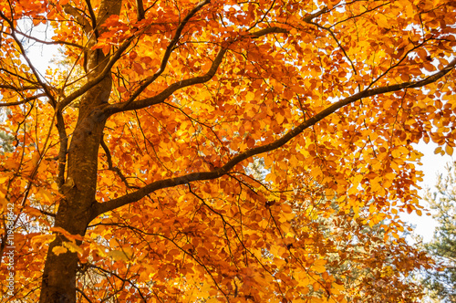 Yellow leaves on tree. Autumn wallpaper.