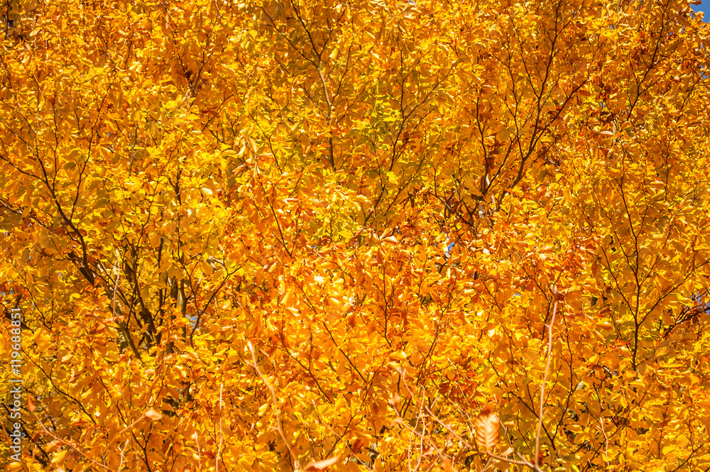 Yellow leaves on tree. Autumn wallpaper.
