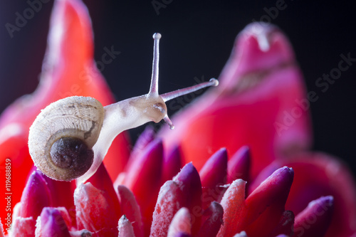 Snail on Red Flower