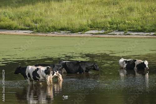 Cows in italian mountain pasture taking a bath in summer © Nicole Ciscato