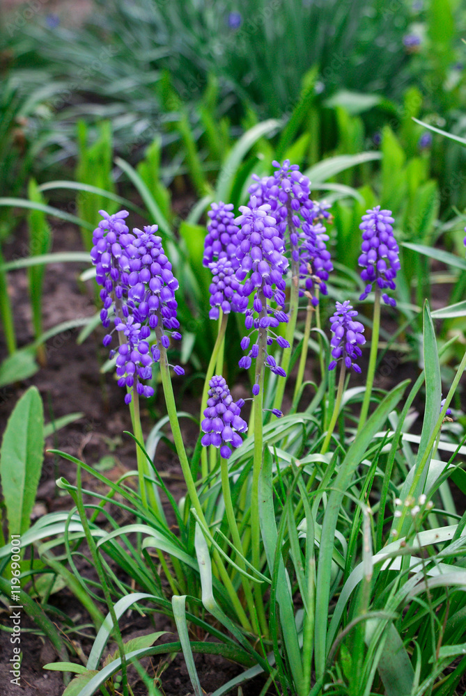 Fototapeta premium Blue flowers in the garden
