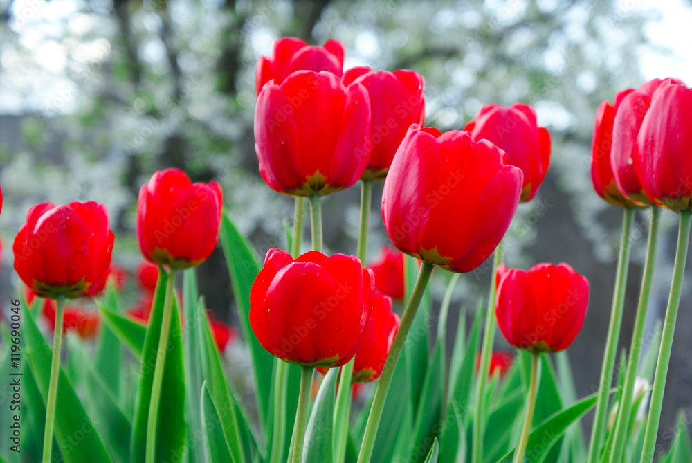 Red tulips near tree